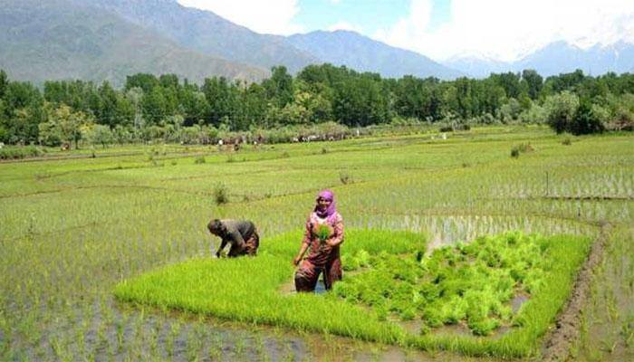 Kharif sowing picks up; area under paddy up 6%, pulses 26%