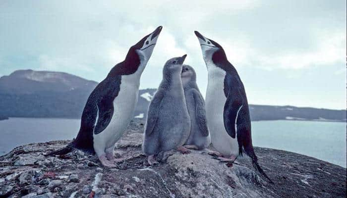 Erupting volcano in South Atlantic region threatens world’s largest penguin colonies