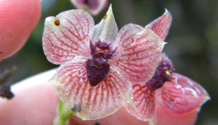 Telipogon diabolicus: The new orchid species that resembles a devil`s head - See pic!
