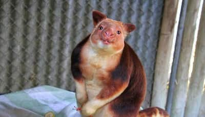 Makaia - Singapore's new orphan tree kangaroo from Australia in good health! (Watch video)