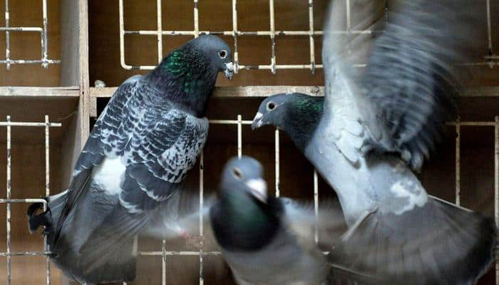 Where dreams take flight: Pakistan`s pigeon racers