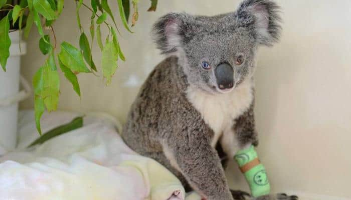 Bowie – The rescued koala with a rare condition, yet beautiful! (See pic)