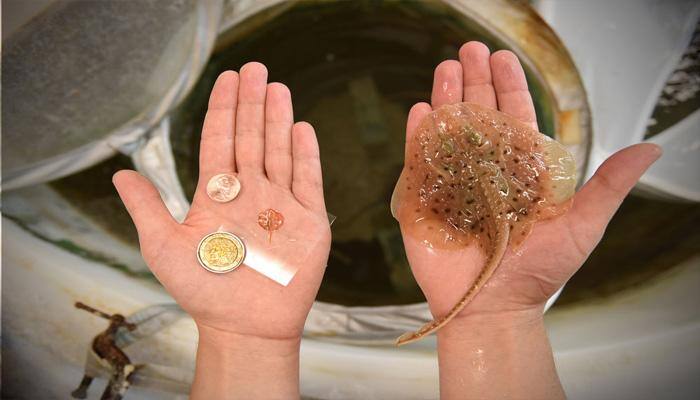 A robotic stingray with rat heart cells and gold skeleton!