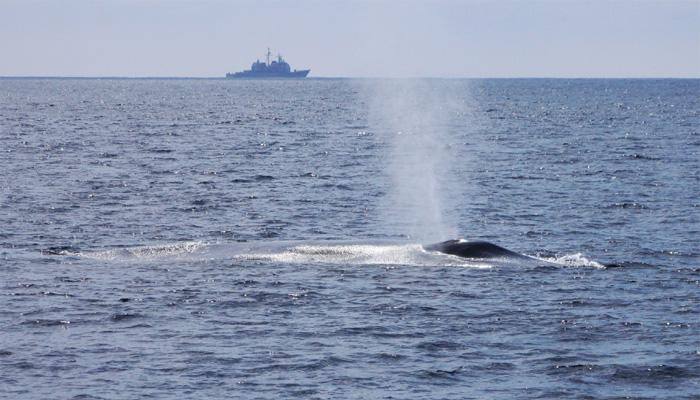Court rules in favor of marine life, bans US Navy from using sonar