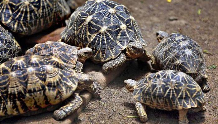 Shocking! Illegal wildlife trade on Quikr, Olx, eBay, Amazon, Snapdeal