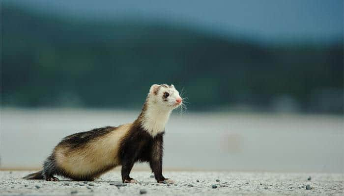 US govt uses drone-fired peanut butter pellets to save endangered Ferrets