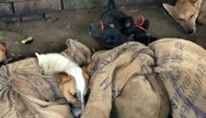 Horrifying! Dogs beaten with wooden sticks and clubbed to death in Nagaland for illegal canine flesh trade