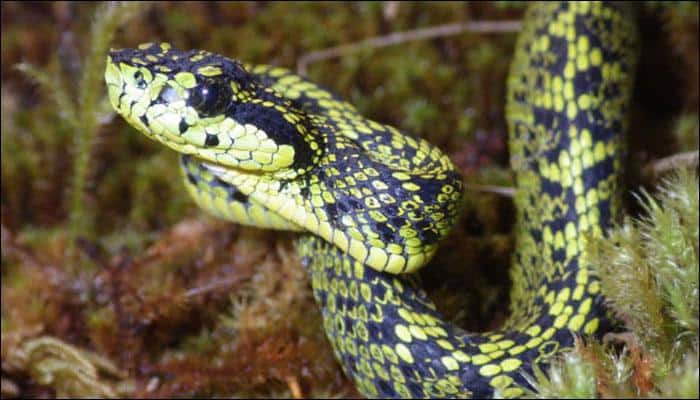 Talamancan Palm-Pitviper: Latest species to join the slithering reptiles discovered!