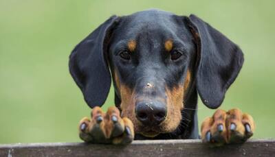  This is loyalty! Doberman dies fighting four cobras to protect  master's family