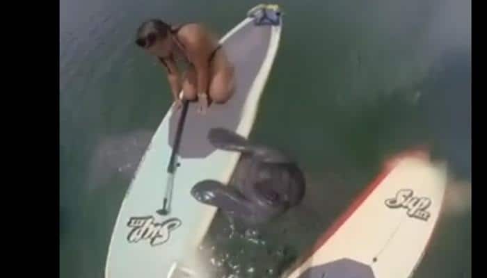 This manatee is interested in paddleboarding – Watch video!