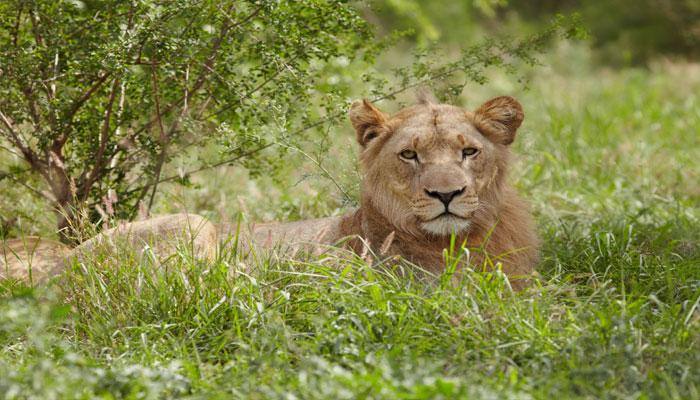 Critically rare white African lion cub born in Texas zoo- See pic!