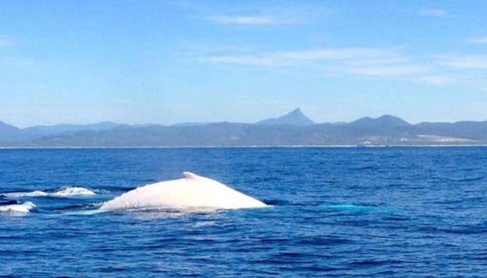 Migaloo sighting alert! White humpback whale spotted off Australia&#039;s Byron Bay (See pic)