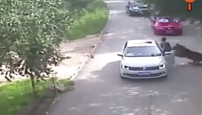 Terrifying video: Chinese woman mauled to death by tiger at Badaling Wildlife Park