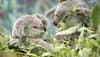 Australian koalas smarter than average bears: Study