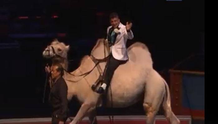 It happens only in the USA! This circus couple&#039;s wedding will make your jaw drop – WATCH Video