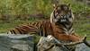 India's most beloved tiger 'Jai' untraceable even after 3 months