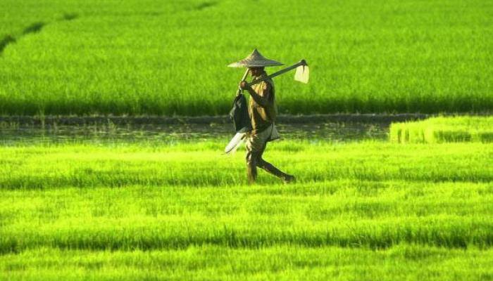 Report on roadmap to double farmers&#039; income by Sept: Govt