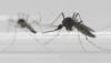 2016 Rio Olympics: WHO chief going to the Games, says Zika risk low