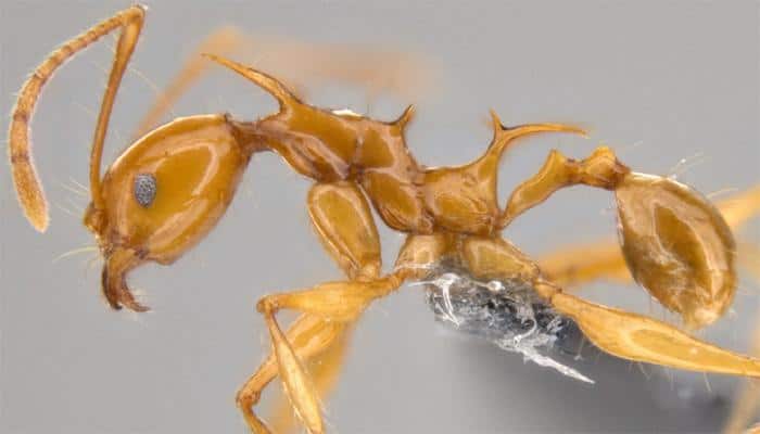 Two newly found ant species are real-life replica of Game of Thrones&#039; dragons-Watch!