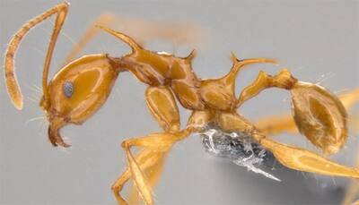 Two newly found ant species are real-life replica of Game of Thrones' dragons-Watch!
