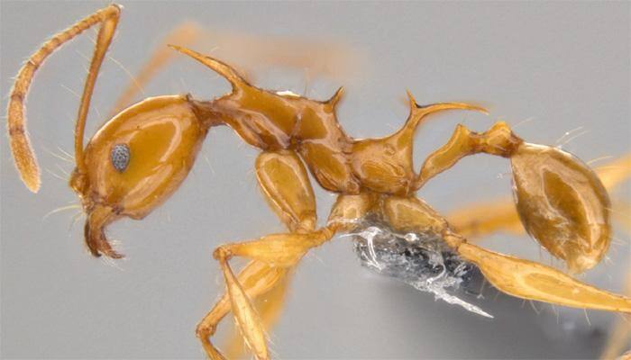 Two newly found ant species are real-life replica of Game of Thrones' dragons-Watch! Two newly found ant species are real-life replica of Game of Thrones' dragons-Watch!