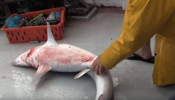 VIRAL VIDEO: Man cuts open dead shark and what comes out is shocking - WATCH