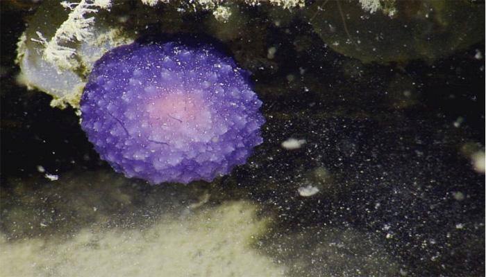 Scientists discover mysterious purple orb in deep waters of Pacific ocean- Watch!