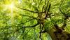 Authorities find 3,000-year-old 'rare' yew tree in China