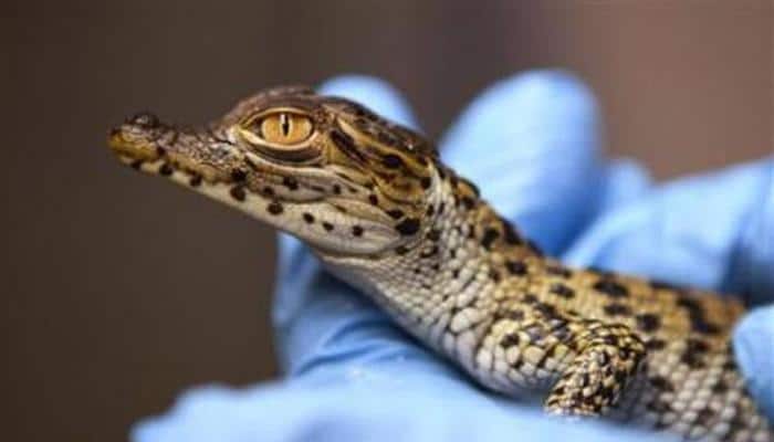 About 400 baby crocodiles seized in China