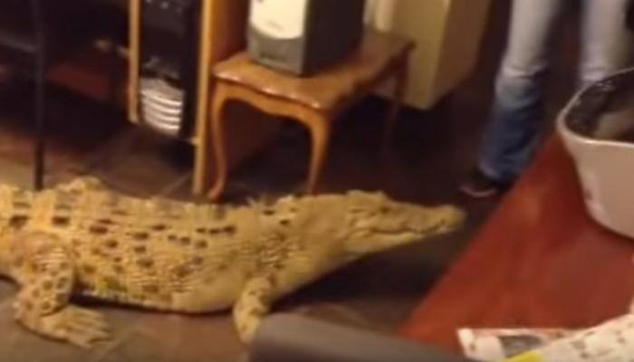 WATCH unbelievable video: Giant crocodile, woman in a room - Check out what they’re up to?