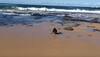 Baby seal rescued from fishing net on Australian beach – Watch adorable video!