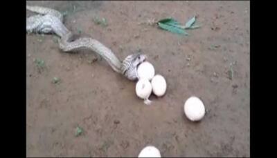 King Cobra swallows seven eggs in one go - WATCH what happened next!