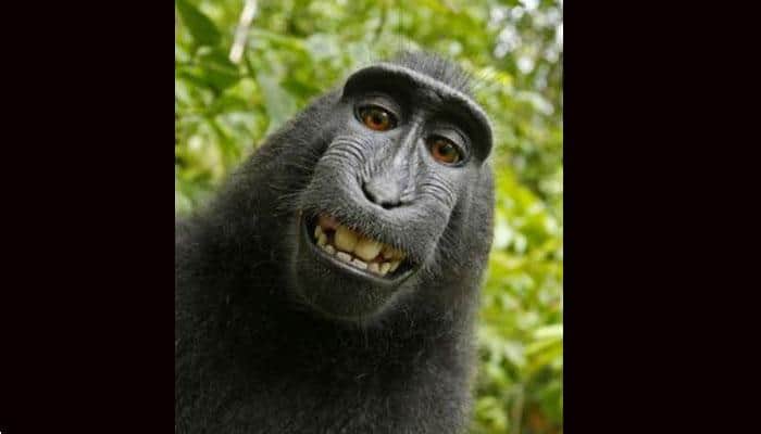 Naruto, the &#039;monkey&#039; gets another chance to take his selfie 