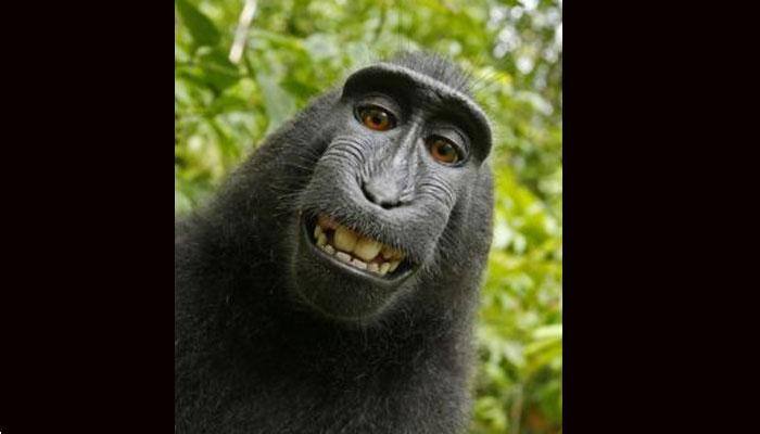 Naruto, the 'monkey' gets another chance to take his selfie 