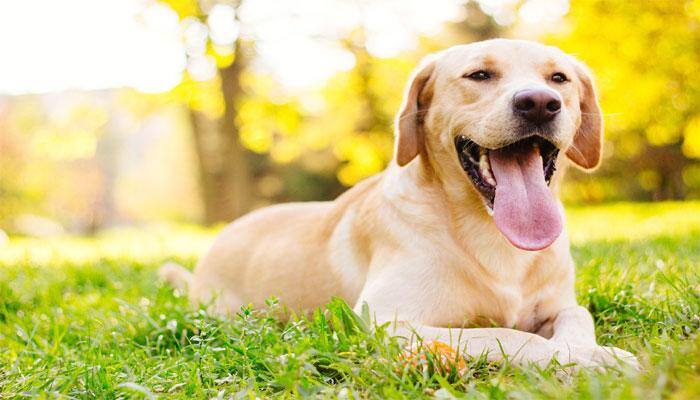 Labrador dogs most likely to bite you: Research