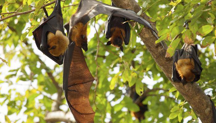 Bats build mental maps to recognise surroundings
