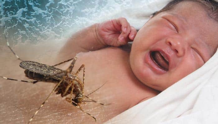 Five herbs that may help cure Zika virus infection  – Watch slideshow