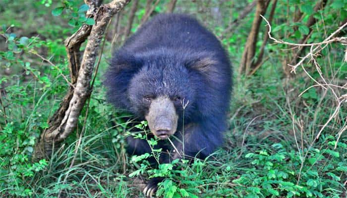 Shocking! Karnataka bear critically injured after poachers use &#039;explosive device&#039; to hunt him