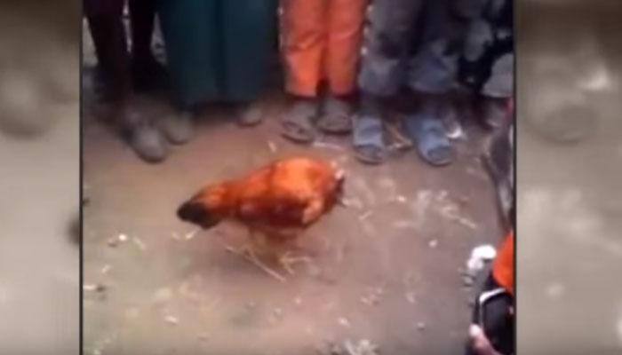 OMG it&#039;s shocking! Headless chicken walking around effortlessly....a miracle! - WATCH Viral video