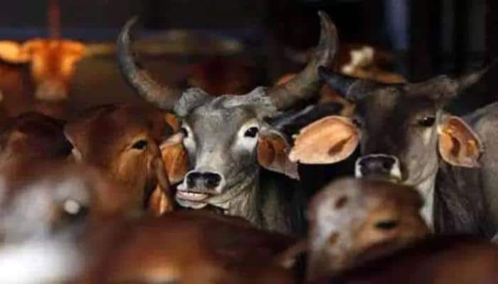 Mass beef eating fest held in Mysuru to protest Una incident; cops detain two