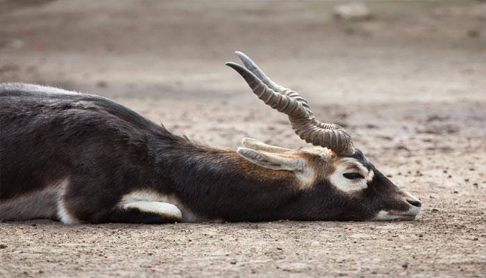 Shocking! 25 blackbucks found dead after reportedly consuming pesticide in Telangana
