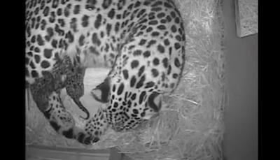 Two rare Amur leopard cubs born at Twycross Zoo! (Watch video)