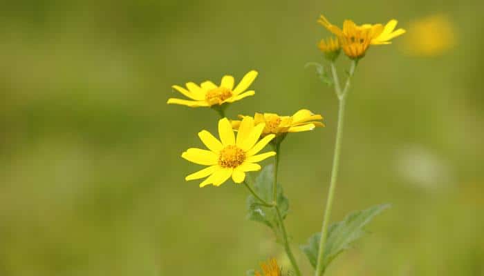 Visit Kaas Pathar - the paradise of flowers in Maharashtra this Aug-Sep