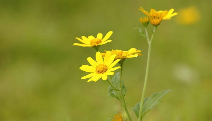 Visit Kaas Pathar - the paradise of flowers in Maharashtra this Aug-Sep