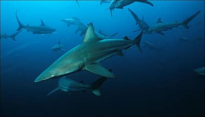Background music in documentaries an obstacle in shark conservation?