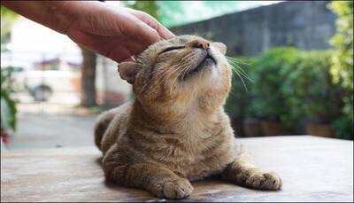 Watch video: This feline gives the most hilarious reaction to a back rub!