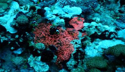 Mass coral bleaching catastrophe hits Maldives, about 60% coral colonies under threat