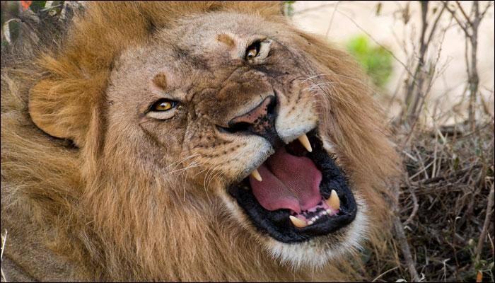 Zoo worker seriously injured after being mauled by lions in Canada!