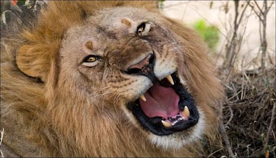 Zoo worker seriously injured after being mauled by lions in Canada!