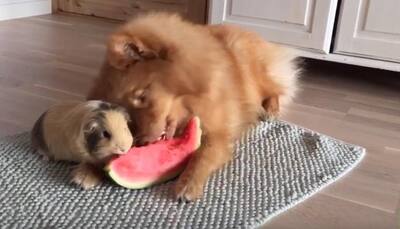 Best pals! Dog, guinea pig duo share a healthy melon snack (Watch the adorable video)